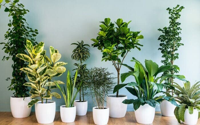 Showroom của Chậu Cây Xanh Sài Gòn trưng bày đa dạng cây xanh và chậu cảnh. Mỗi khách hàng có thể trải nghiệm thiên nhiên ngay trong thành phố và lựa chọn những mẫu cây, chậu ưng ý.