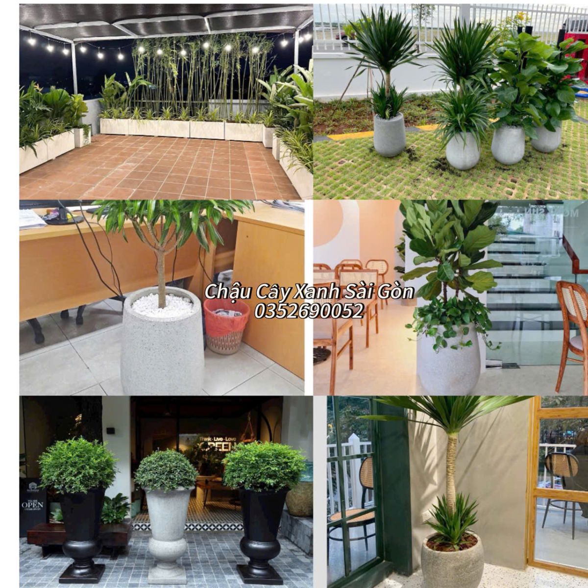 Feedback Những Mẫu Chậu Xi Măng tại Chaucayxanhsg.com