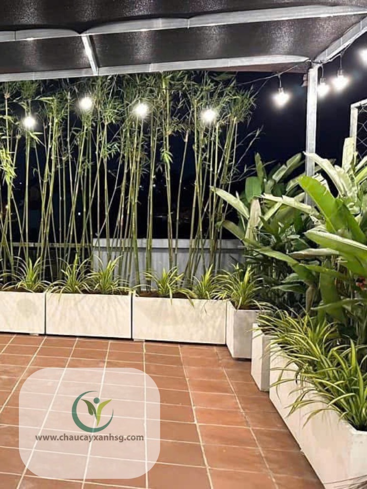 Hoàn thành công trình bàn giao Chậu Xi Măng và Cây Xanh cho khách 