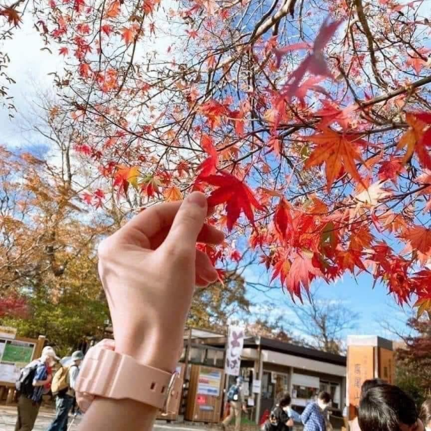 Bán cây phong lá đỏ giá rẻ tại TP.HCM