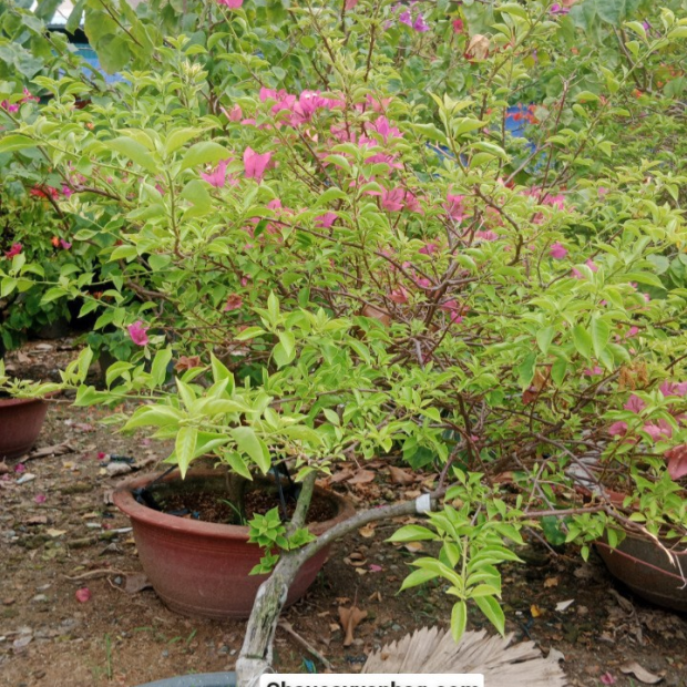 Cây bông giấy công trình giá từ 100000VNĐ tại TP.HCM