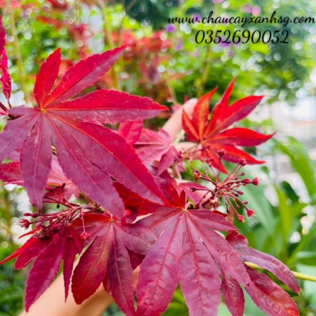 Bán cây phong lá đỏ giá rẻ tại TP.HCM