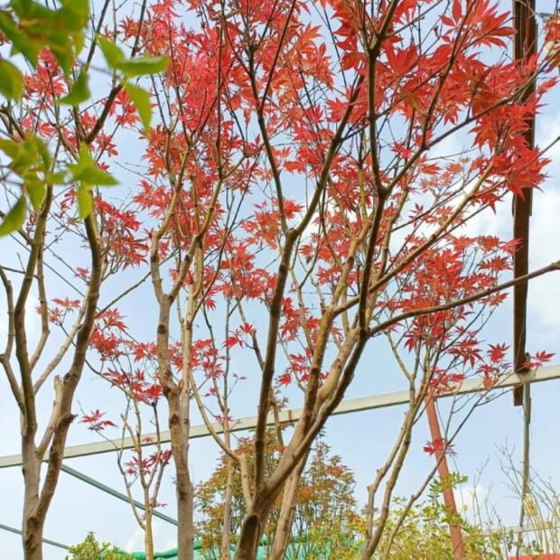 Bán cây phong lá đỏ giá rẻ tại TP.HCM