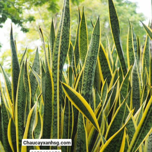 Cây lưỡi hổ giá rẻ, đặc điểm, công dụng