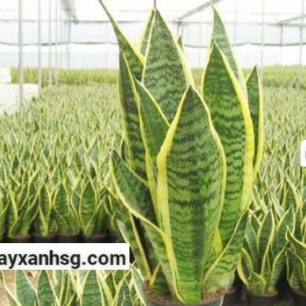 Cây lưỡi hổ giá rẻ, đặc điểm, công dụng