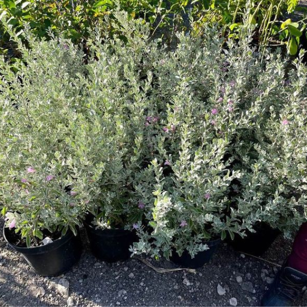 Cây tuyết sơn phi hồng giảm giá từ 60,000 Vnđ