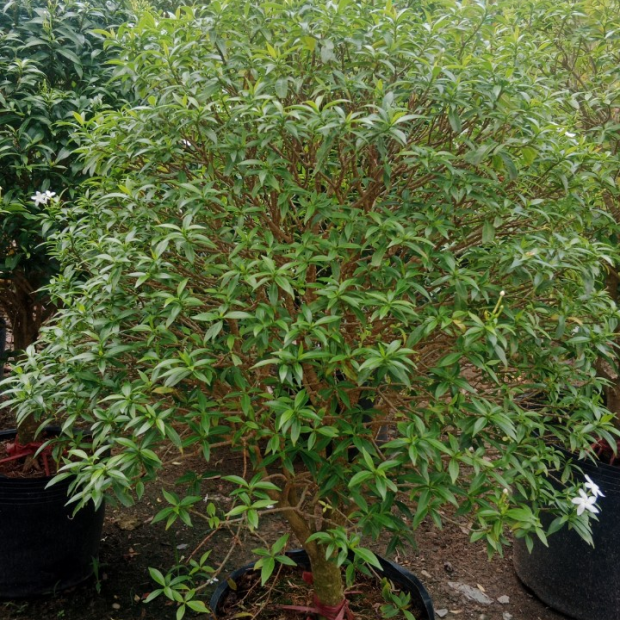 Cây mai tiểu thư