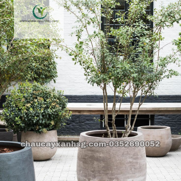 Chậu xi măng hình thúng 25×18