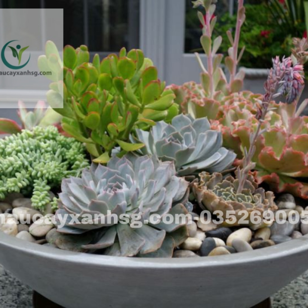 Chậu xi măng hình chảo trồng tiểu cảnh mini sân vườn