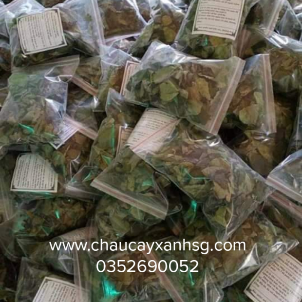 Lá cây sương sâm lông và những công dụng tốt cho sức khỏe