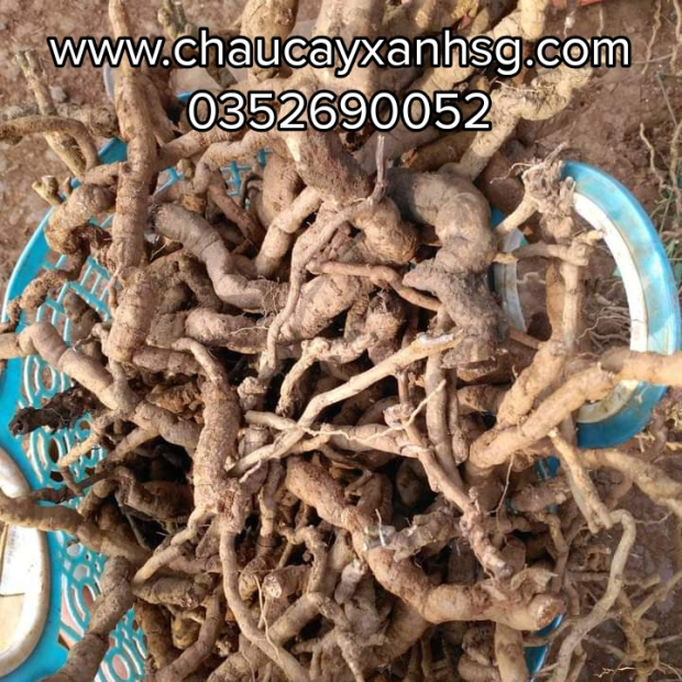 Lá cây sương sâm lông và những công dụng tốt cho sức khỏe