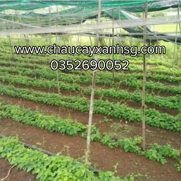 Lá cây sương sâm lông và những công dụng tốt cho sức khỏe