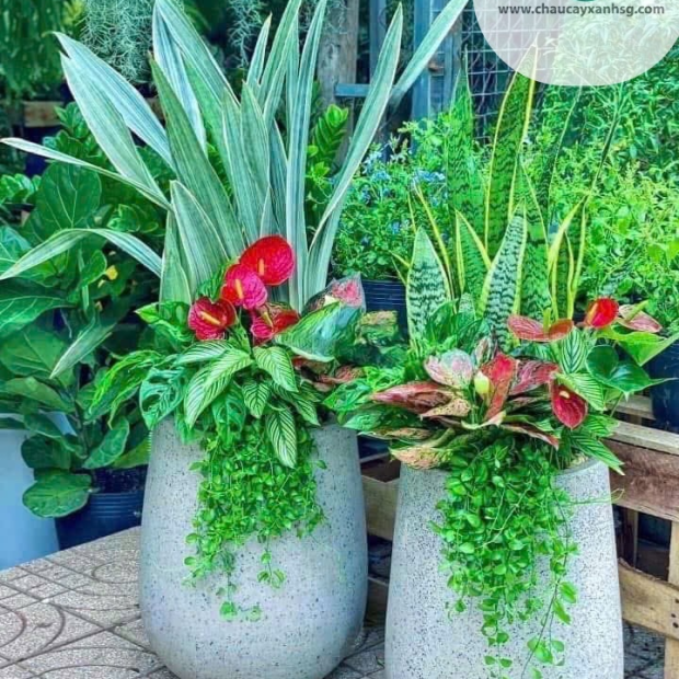 Bán Chậu Xi Măng Đá Mài Trồng Cây TP.HCM