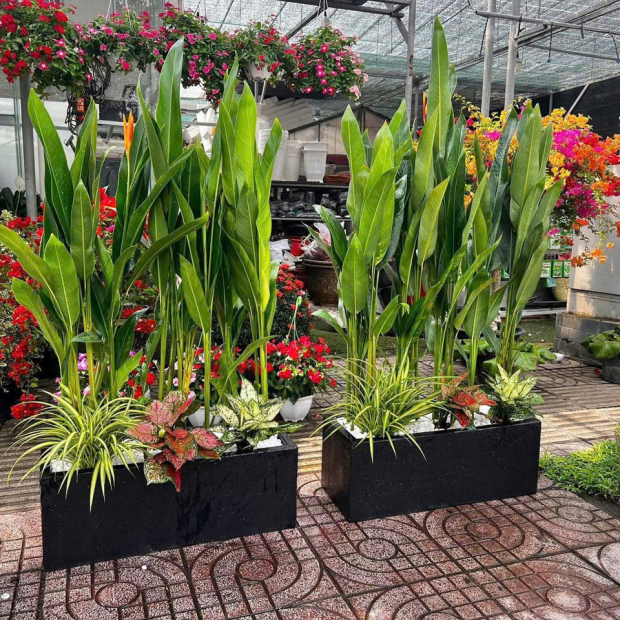 Bán Chậu Xi Măng Hình Chữ Nhật Trồng Cây TP.HCM