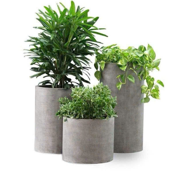 Bán Chậu Xi Măng Hình Tròn Trồng Cây TP.HCM