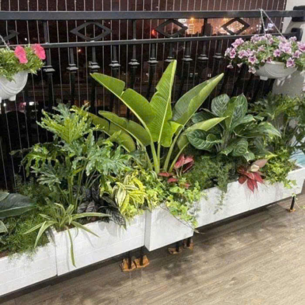 Bán Chậu Xi Măng Hình Chữ Nhật Trồng Cây TP.HCM