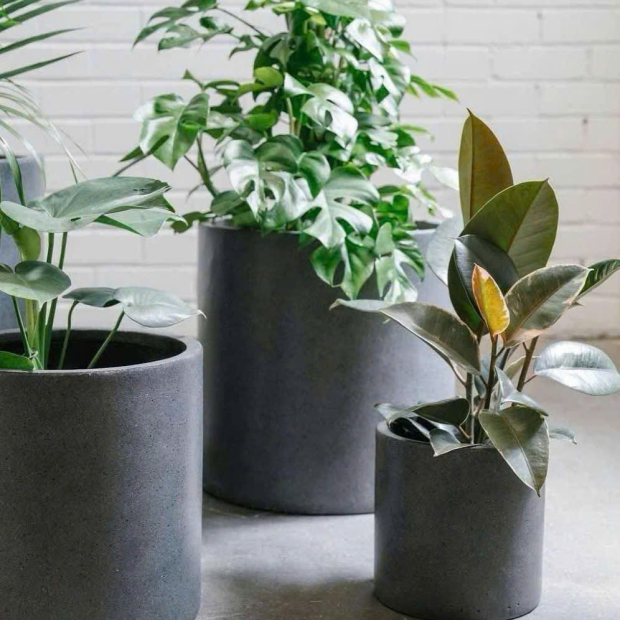 Bán Chậu Xi Măng Hình Tròn Trồng Cây TP.HCM