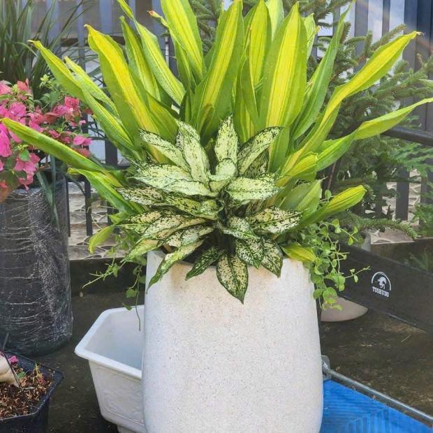 Bán Chậu Xi Măng Dáng Giọt Nước Trồng Cây TP.HCM 