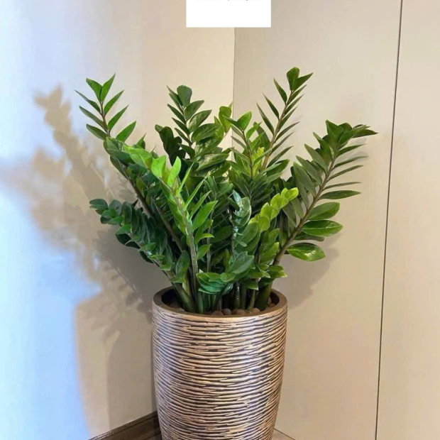 Cung Cấp Sản Xuất Chậu Trồng Cây Composite Cho Văn Phòng, Ban Công, Sân Vườn/ Giá Tại Xưởng