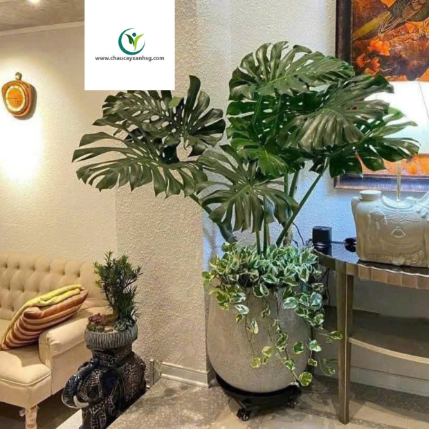 Cung Cấp Sản Xuất Chậu Trồng Cây Composite Cho Văn Phòng, Ban Công, Sân Vườn/ Giá Tại Xưởng