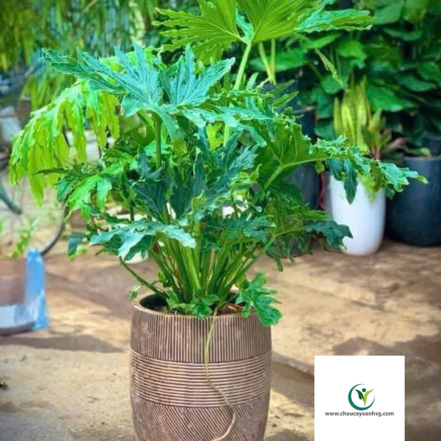 Cung Cấp Sản Xuất Chậu Trồng Cây Composite Cho Văn Phòng, Ban Công, Sân Vườn/ Giá Tại Xưởng