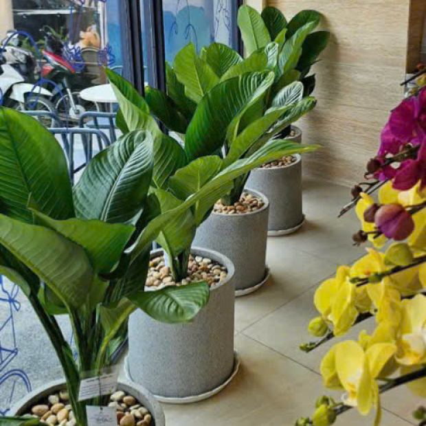  Cây Đại Phú Gia Đẹp, Lá To Xanh Mướt, Giao Tận Nơi