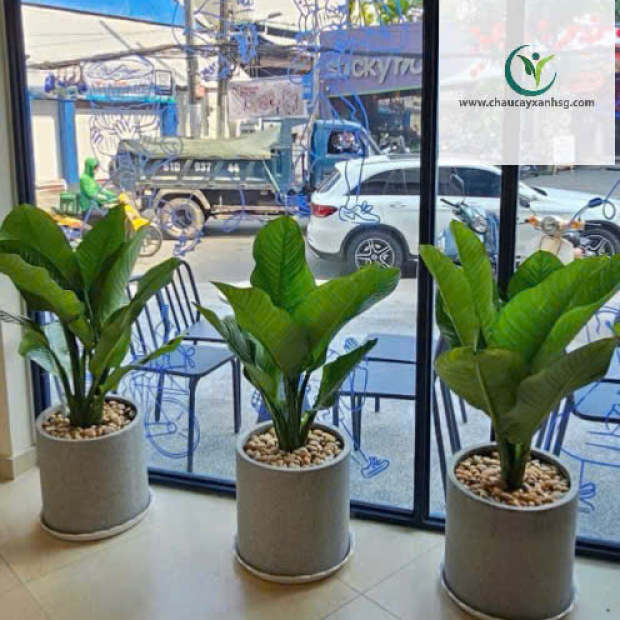  Cây Đại Phú Gia Đẹp, Lá To Xanh Mướt, Giao Tận Nơi