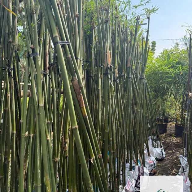 Bộ Trúc Quân Tử, Trúc Quan Âm, Trúc Cần Câu Giá Rẻ, Xanh Mát