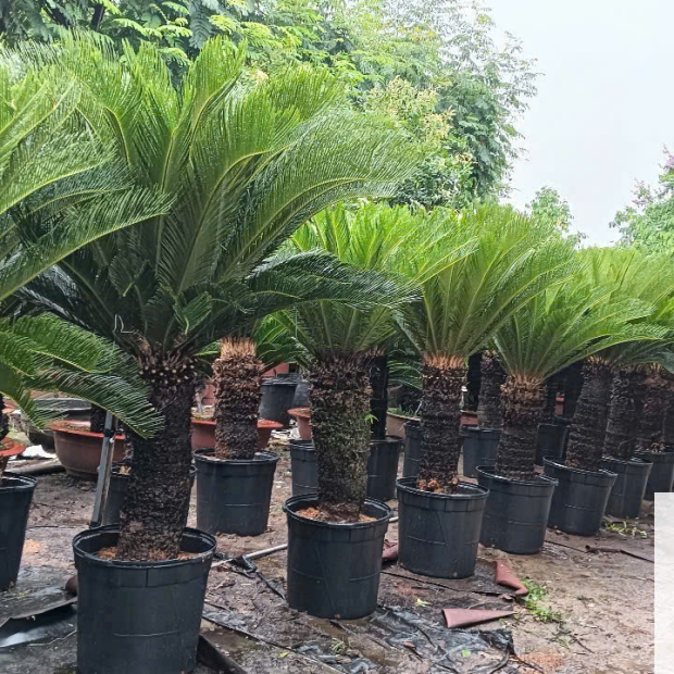 Cây Chà Là , Vạn Tuế Công Trình, Giá Tại Vườn
