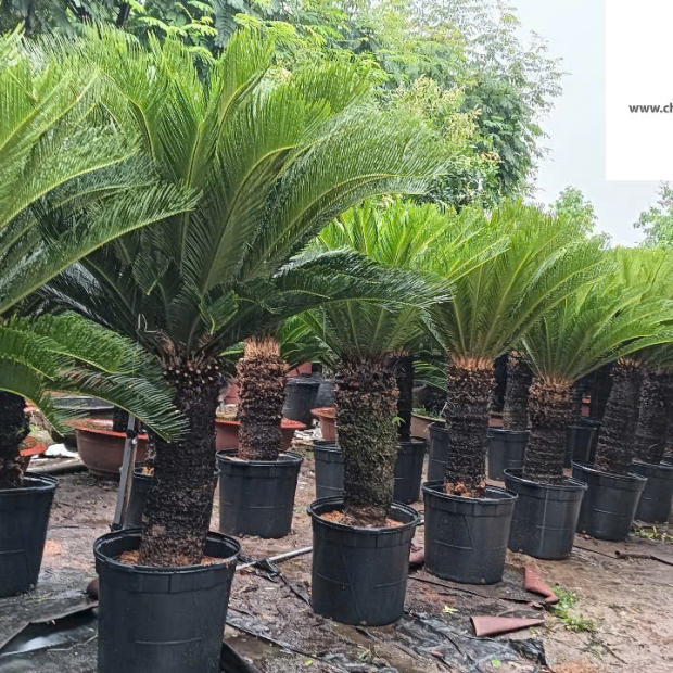Cây Chà Là , Vạn Tuế Công Trình, Giá Tại Vườn