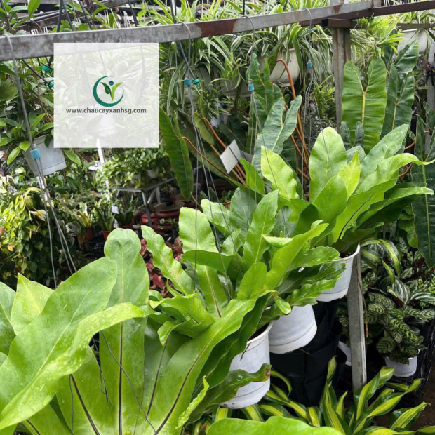 Cây Ráng Ổ Phụng, Dáng Tròn Đẹp, Phong Cách Nhiệt Đới, Giá Tốt