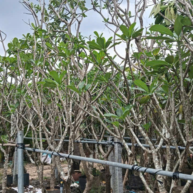 Hoa Sứ Trắng & Sứ Đỏ – Cây Lớn 1m5–4m5, Đẹp Nổi Bật Cho Sân Vườn