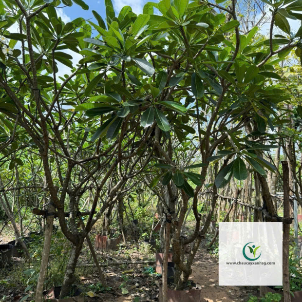 Hoa Sứ Trắng & Sứ Đỏ – Cây Lớn 1m5–4m5, Đẹp Nổi Bật Cho Sân Vườn