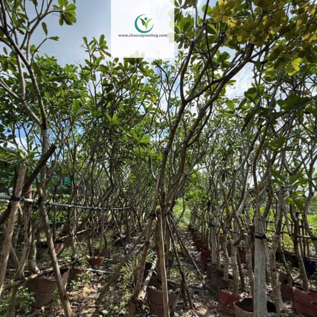 Hoa Sứ Trắng & Sứ Đỏ – Cây Lớn 1m5–4m5, Đẹp Nổi Bật Cho Sân Vườn