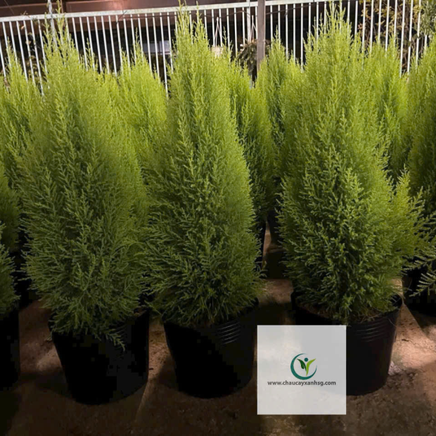 Tùng Thơm 80cm – 1m2 – Cây Nội Thất Thơm Nhẹ, Dáng Đẹp, Dễ Chăm