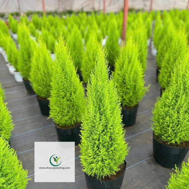 Tùng Thơm 80cm – 1m2 – Cây Nội Thất Thơm Nhẹ, Dáng Đẹp, Dễ Chăm