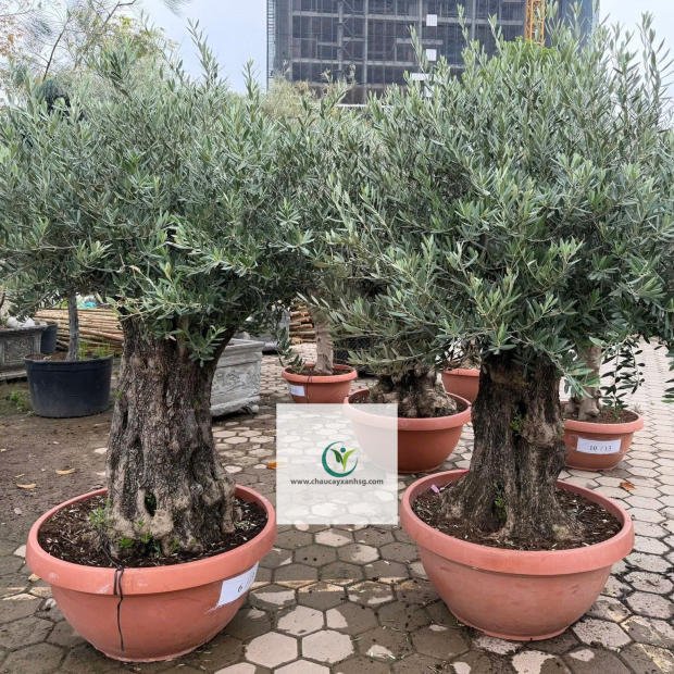 Bán Cây Olive Cổ thụ nghìn Năm uổi Tại Thành Phố Hồ Chí Minh 