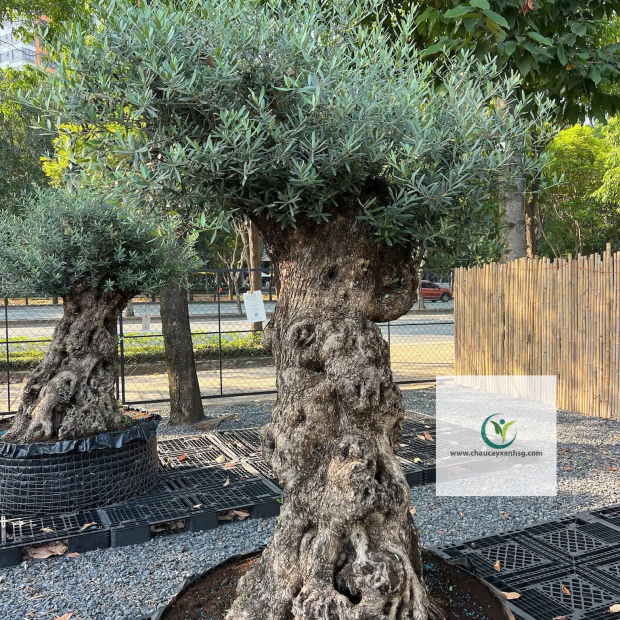 Bán Cây Olive Cổ thụ nghìn Năm uổi Tại Thành Phố Hồ Chí Minh 