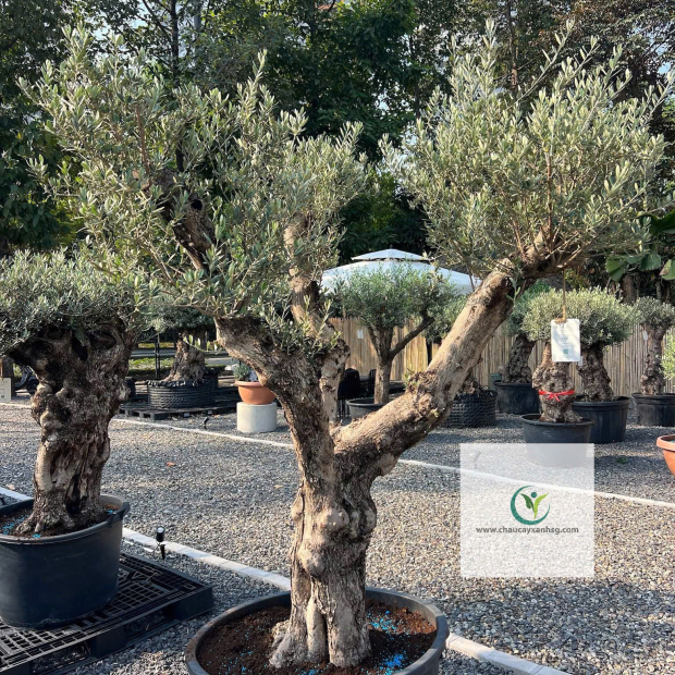 Bán Cây Olive Cổ thụ nghìn Năm uổi Tại Thành Phố Hồ Chí Minh 