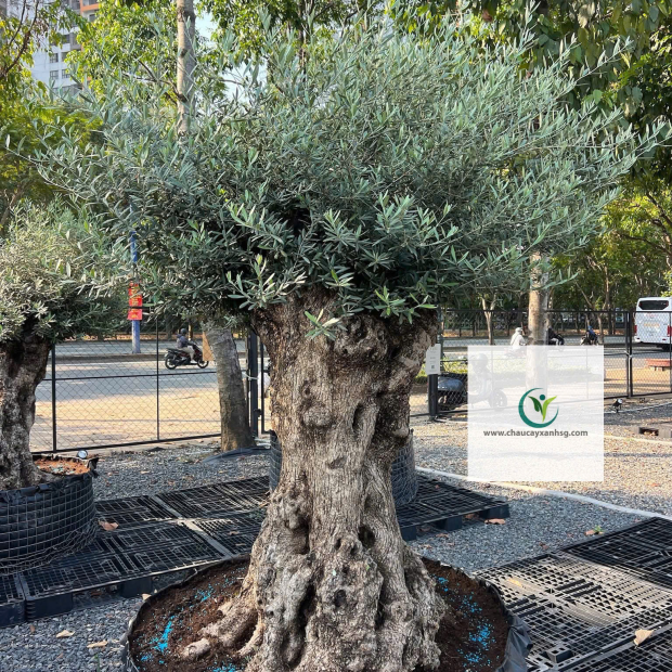 Bán Cây Olive Cổ thụ nghìn Năm uổi Tại Thành Phố Hồ Chí Minh 