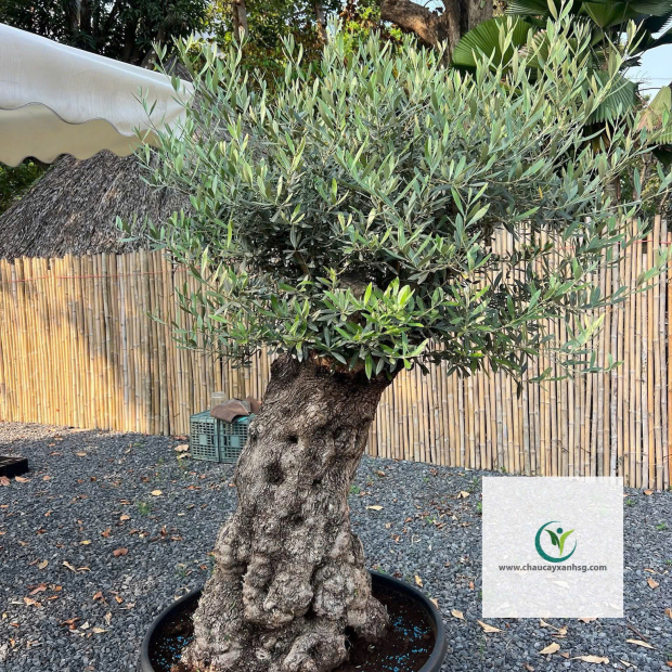 Bán Cây Olive Cổ thụ nghìn Năm uổi Tại Thành Phố Hồ Chí Minh 