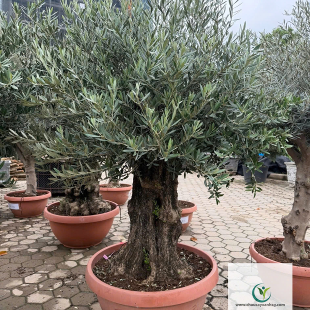 Bán Cây Olive Cổ thụ nghìn Năm uổi Tại Thành Phố Hồ Chí Minh 