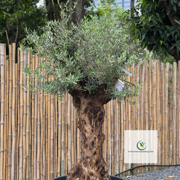 Cây Olive Giá Rẻ, Thân Gỗ, Đẹp 