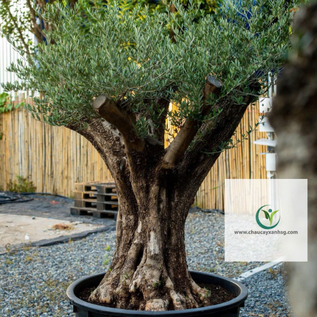Cây Olive Giá Rẻ, Thân Gỗ, Đẹp 