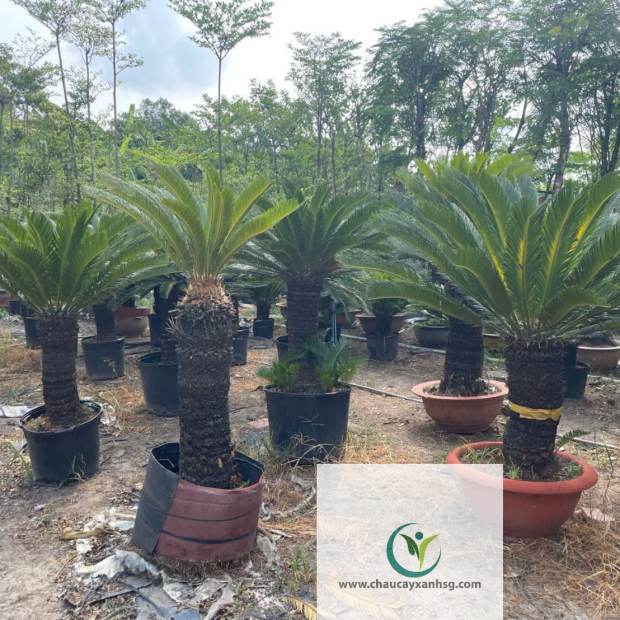 Cây Vạn Tuế 1m5