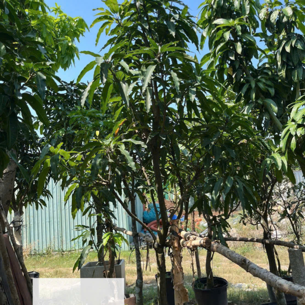 Bán Cây Xoài Giá Rẻ Tại TP.HCM