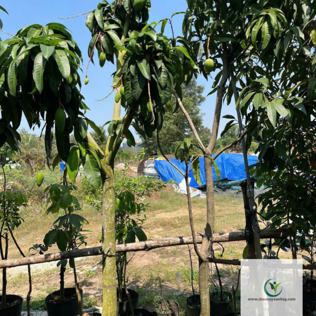 Bán Cây Xoài Giá Rẻ Tại TP.HCM
