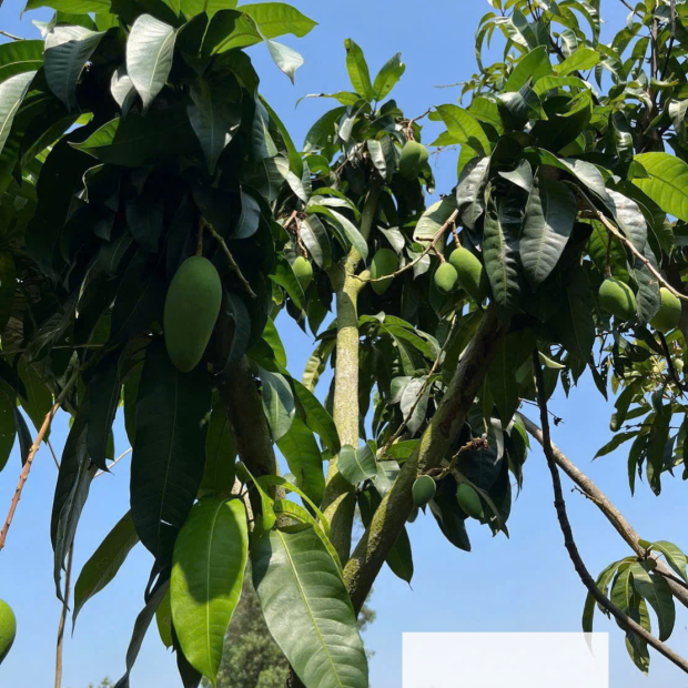 Bán Cây Xoài Giá Rẻ Tại TP.HCM