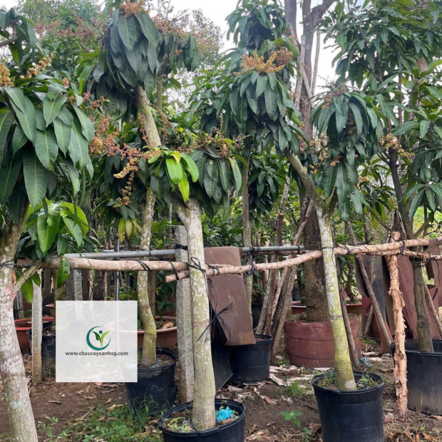 Bán Cây Xoài Giá Rẻ Tại TP.HCM
