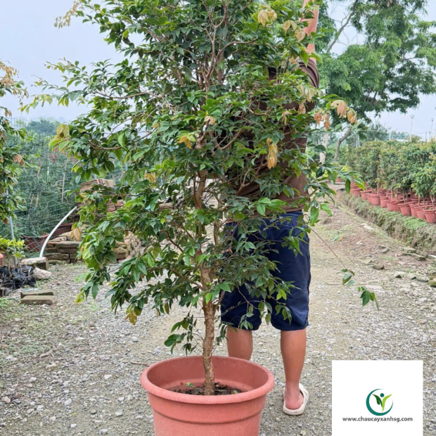 Cây Nho Thân Gỗ 1m8 